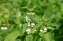 Weisse Taubnessel - Lamium album * 1190 x 793 * (249KB)